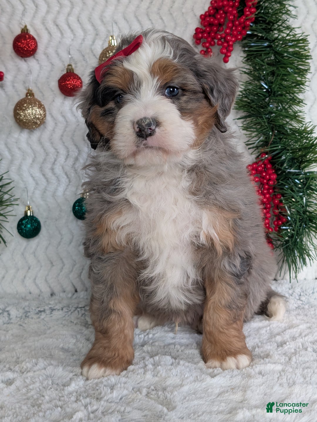 Mini Bernedoodle dogs for sale: Mini Hayes - Ad 10