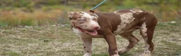 American Bully dogs for sale: Iris - Ad 4