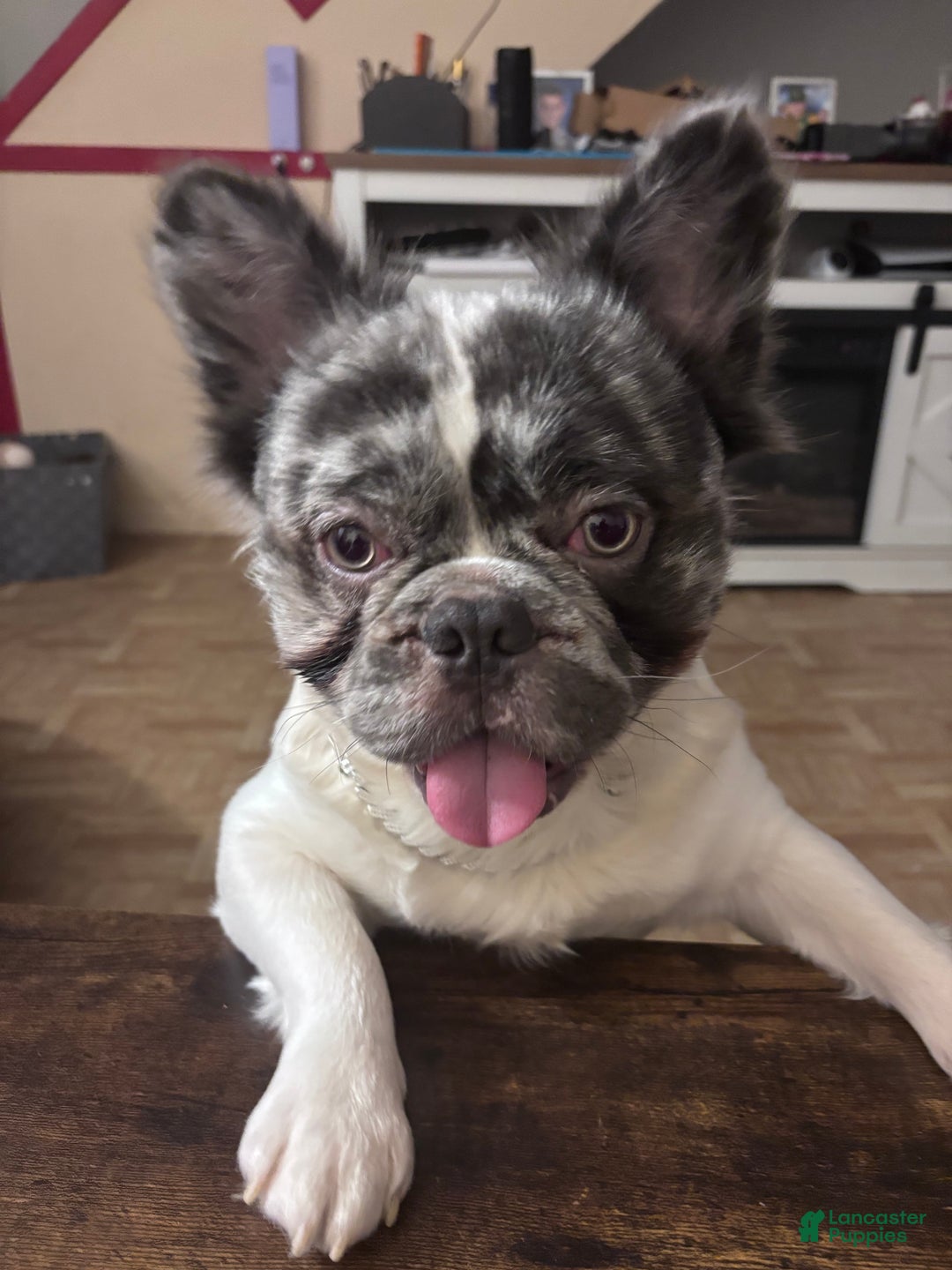 French Bulldog dogs for stud: Leo Andujar - Ad 8