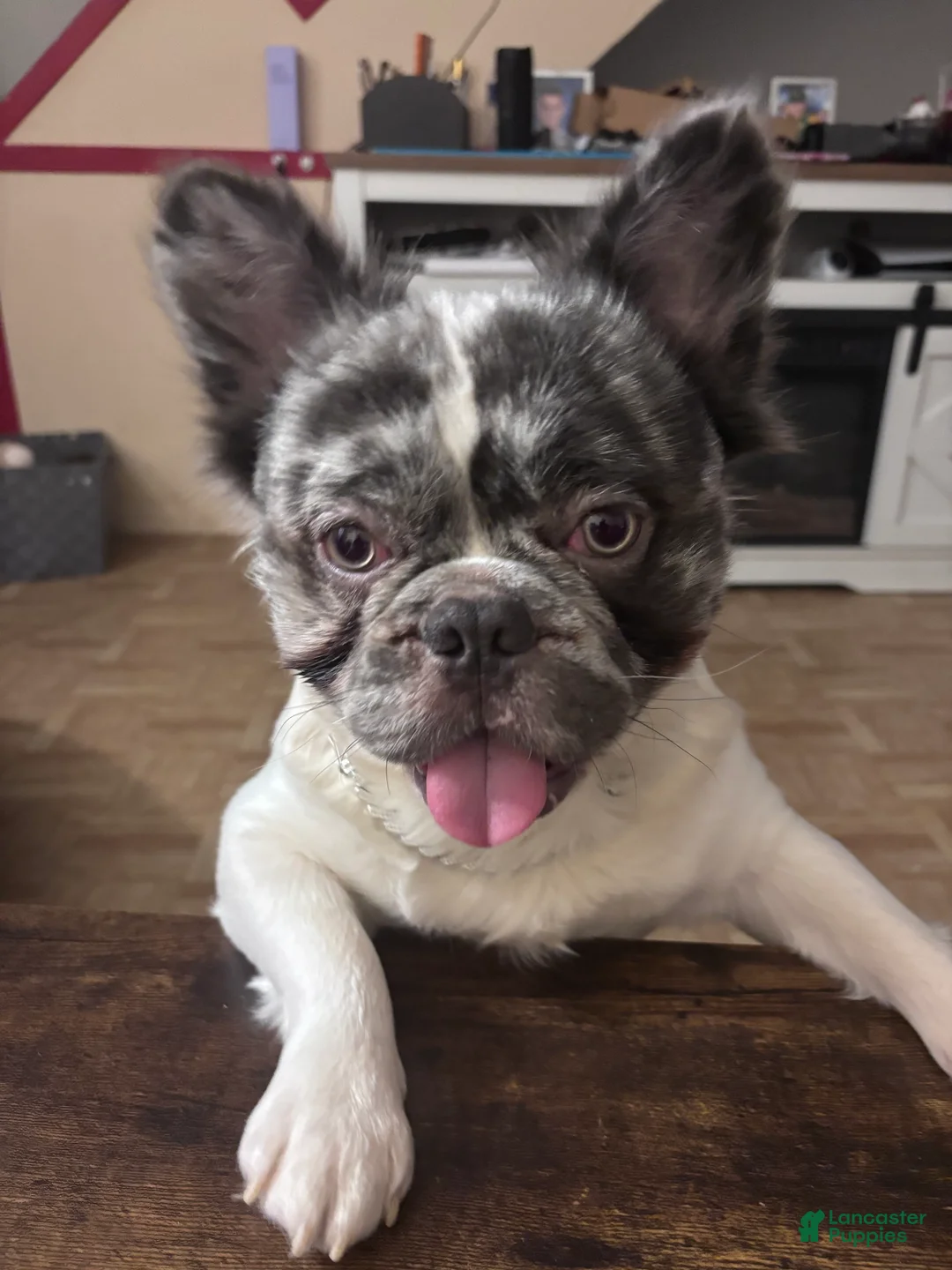 French Bulldog dogs for stud: Leo Andujar - Ad 8