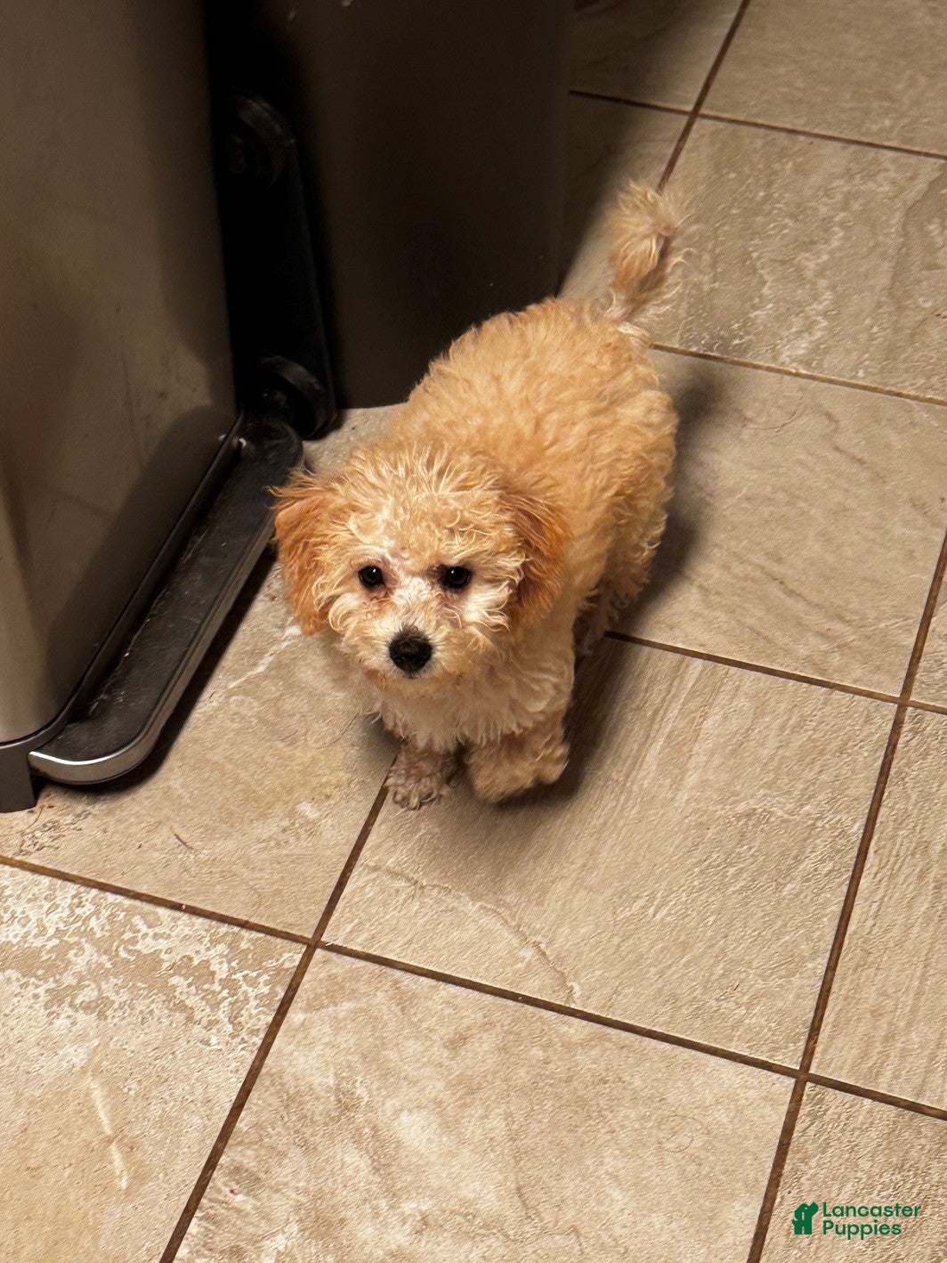 Miniature Labradoodle dogs Gigi - Ad 2