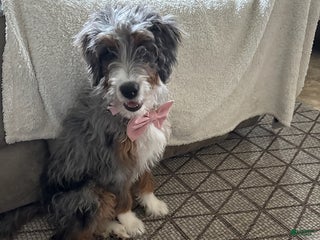 Mini Bernedoodle dogs Majorie - Ad 29