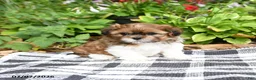 Shih Tzu dogs for sale: Bramble - Ad 3