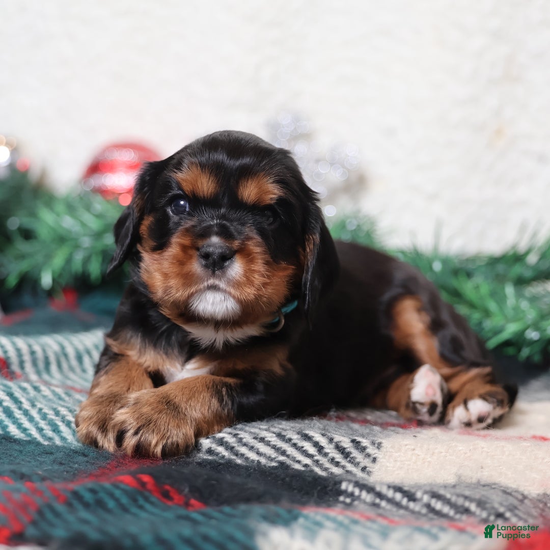 Cavalier King Charles Spaniel dogs for sale: Blaze | Genetically Screened  - Ad 5