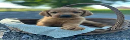 Mixed Breed dogs for sale: Bobbi - Ad 2
