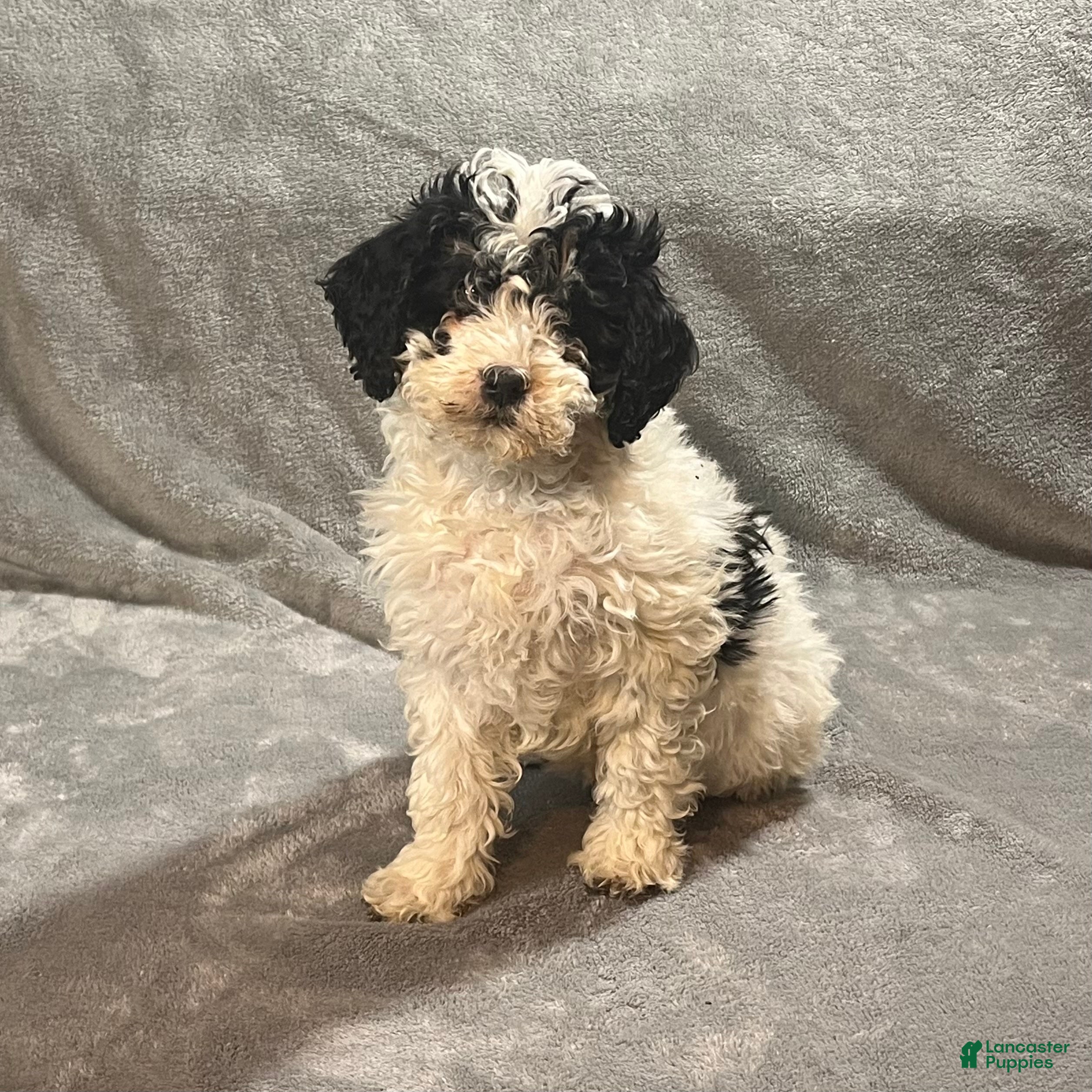 Mini Bernedoodle dogs Ellie - Ad 19