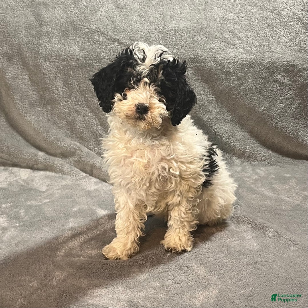 Mini Bernedoodle dogs for sale: Ellie - Ad 1
