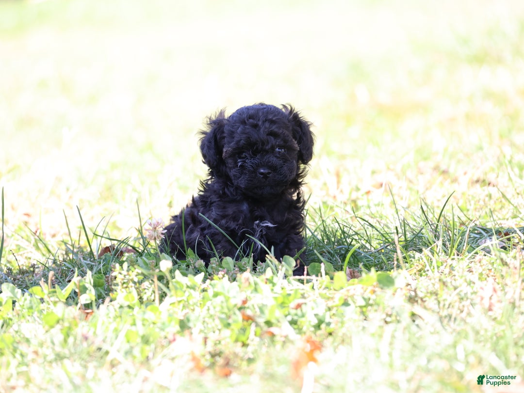 Toy Poodle dogs for sale: Oliver - Ad 2