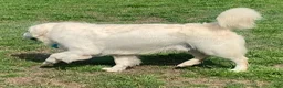 Golden Retriever dogs for sale: Max - Ad 3