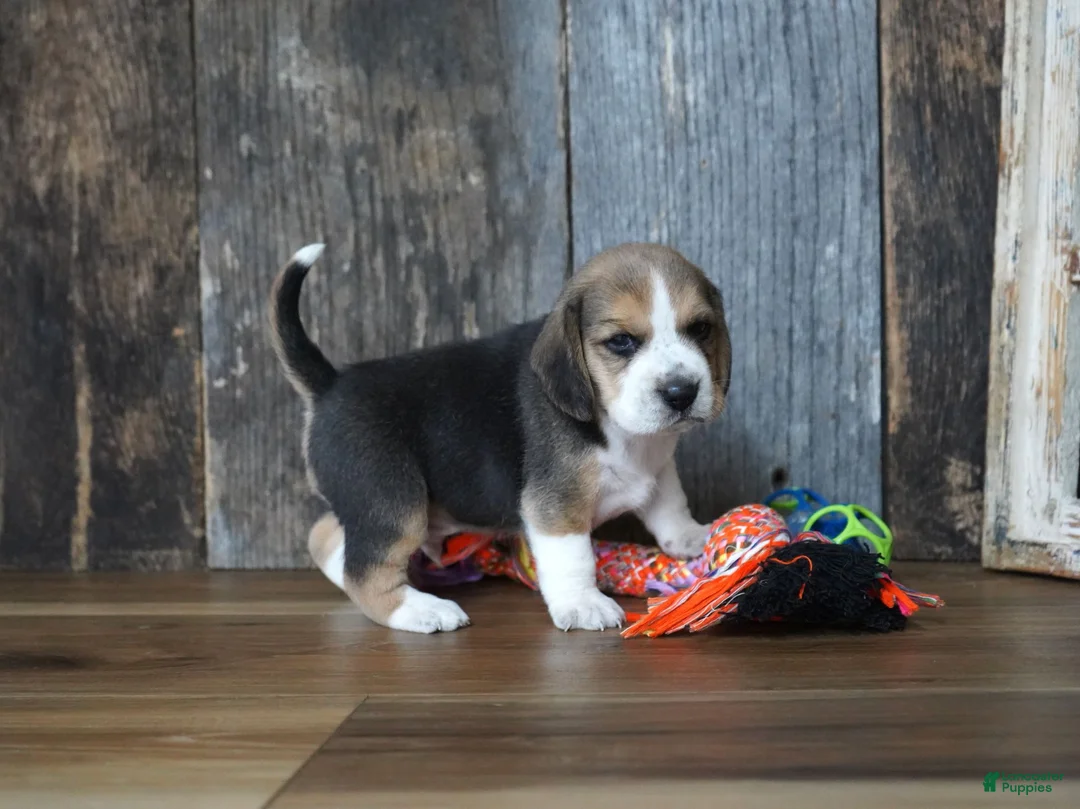 Beagle dogs for sale: Brett - Ad 18