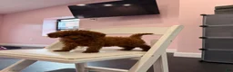 Mixed Breed dogs for sale: Chosen  - Ad 7