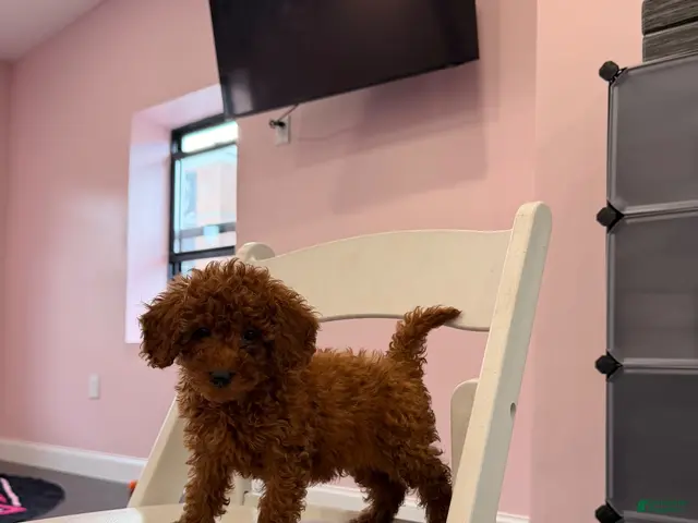 Mixed Breed dogs for sale: Chosen - Ad 2