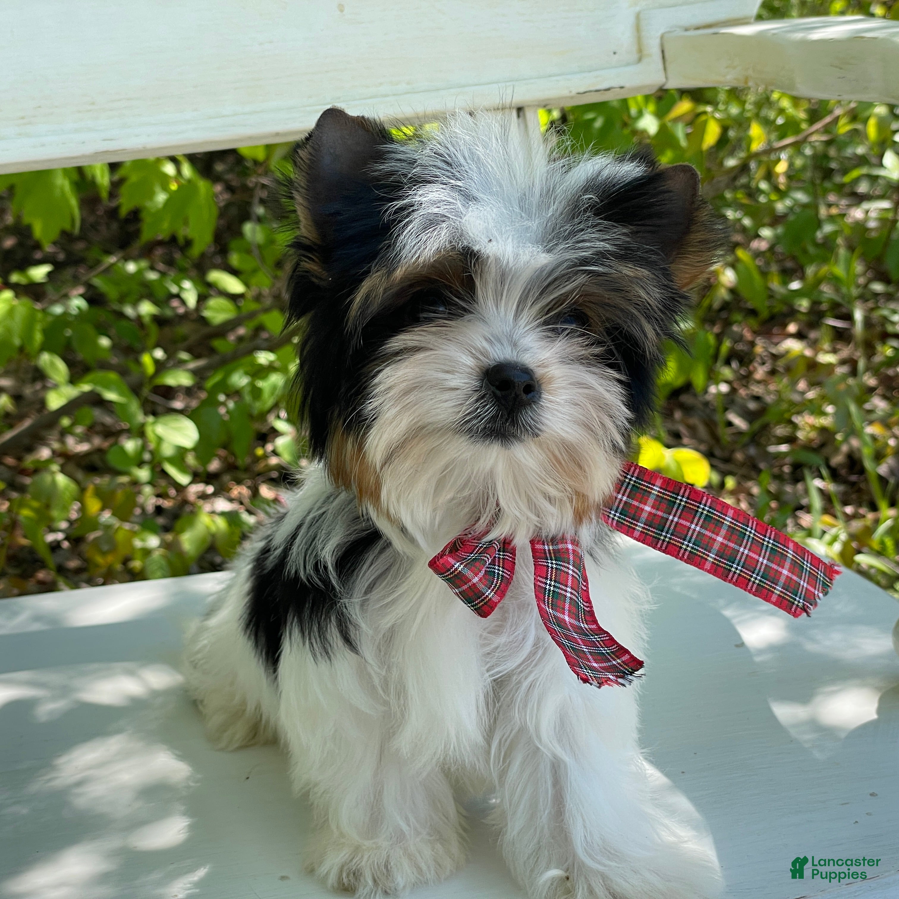 Biewer Terrier dogs Tiny Zac - Ad 1