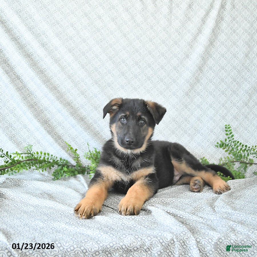 German Shepherd dogs Zeus - Ad 9