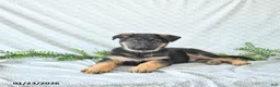 German Shepherd dogs for sale: Zeus - Ad 1