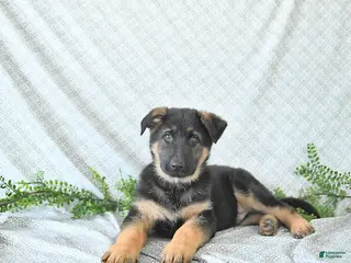 German Shepherd dogs Zeus - Ad 12