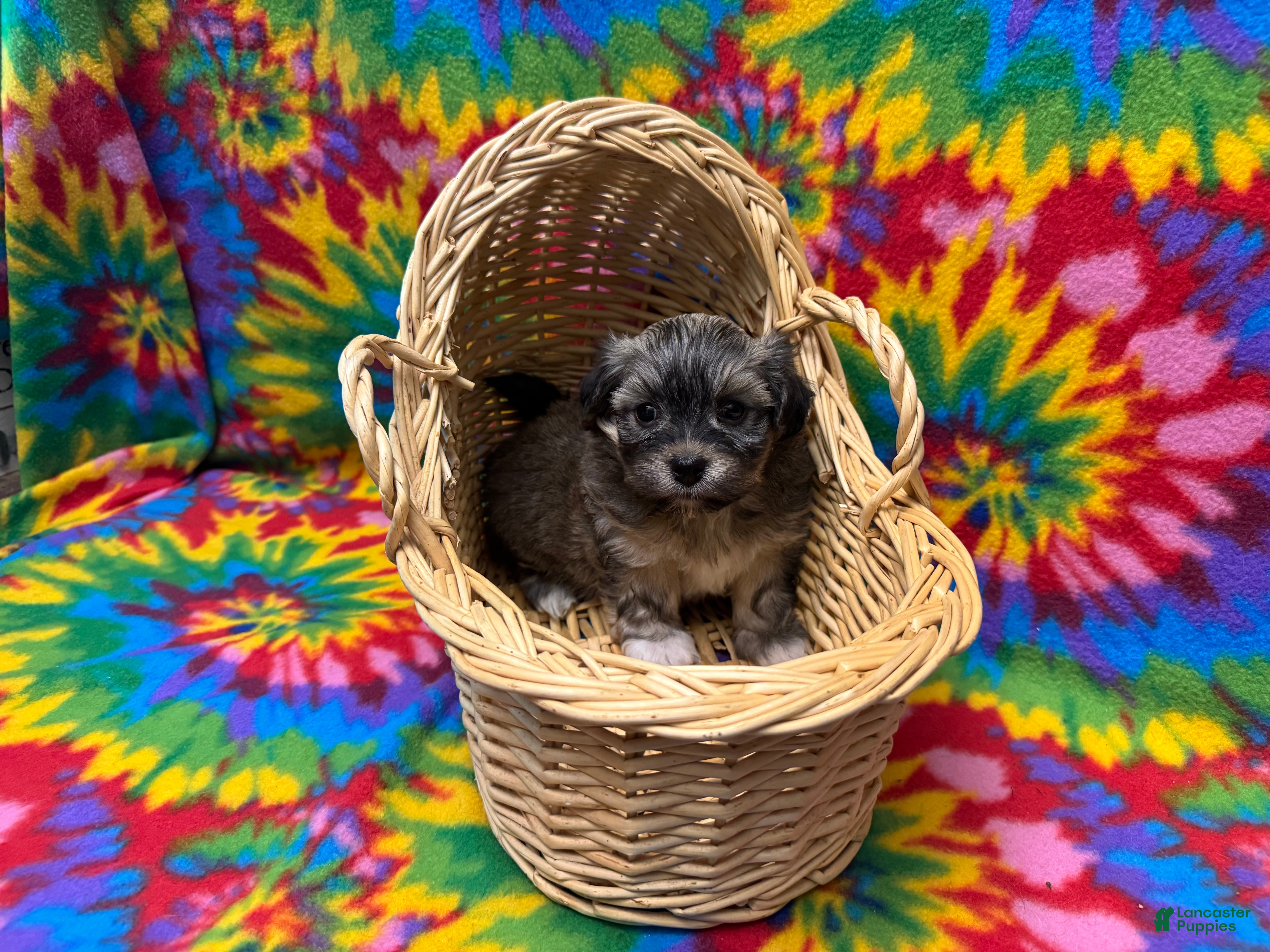 Havanese dogs Sasha - Ad 1
