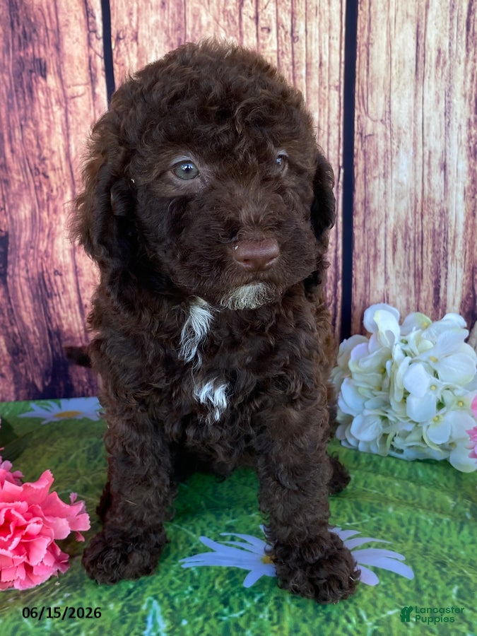 Miniature Labradoodle dogs Sierra - Ad 2