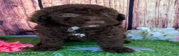 Miniature Labradoodle dogs for sale: Sierra - Ad 2