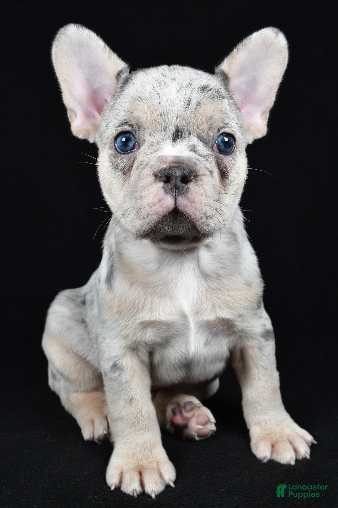 French Bulldog dogs for sale: Frankie - Ad 6