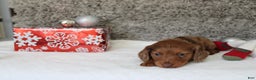 Miniature Dachshund dogs for sale: Shepard - Ad 14