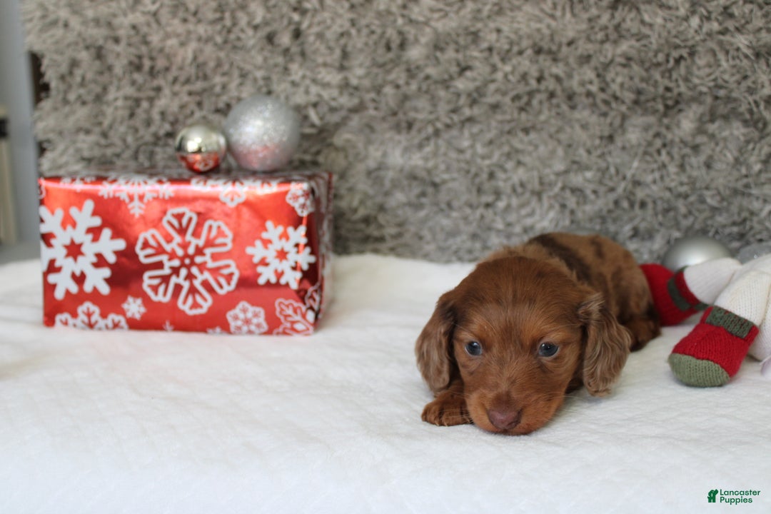 Miniature Dachshund dogs for sale: Shepard - Ad 14