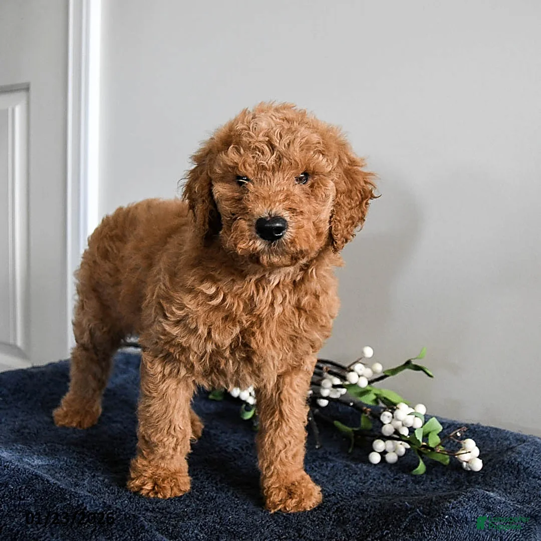 Standard Poodle dogs for sale: Vince - Ad 1