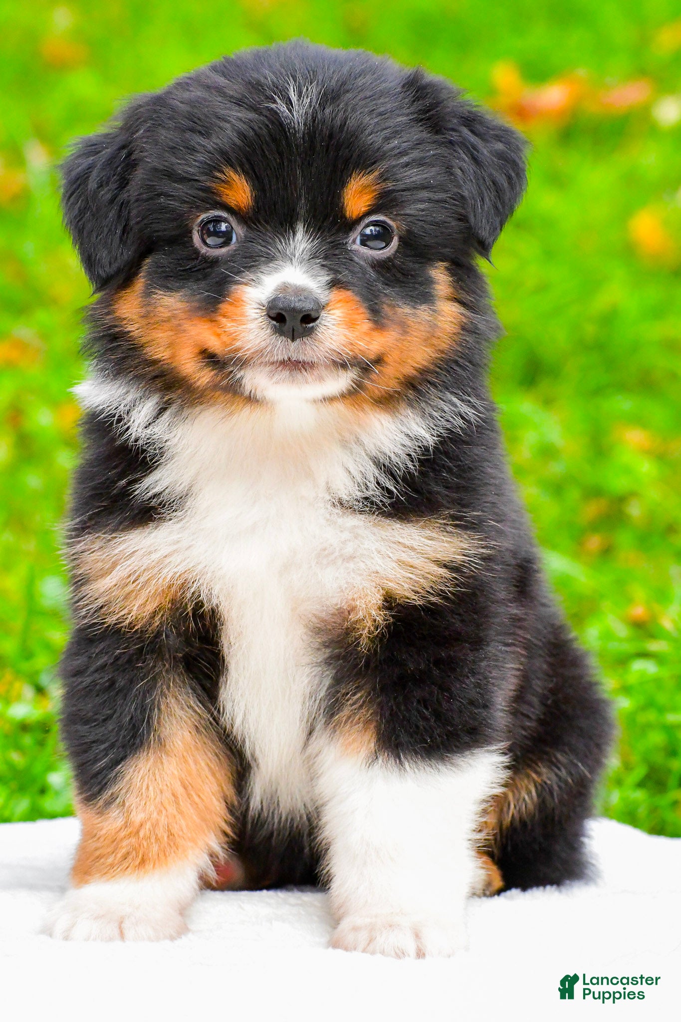 Miniature Australian Shepherd dogs for sale: Kylie - Ad 2