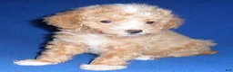 Miniature Poodle dogs for sale: Peanut - Ad 7