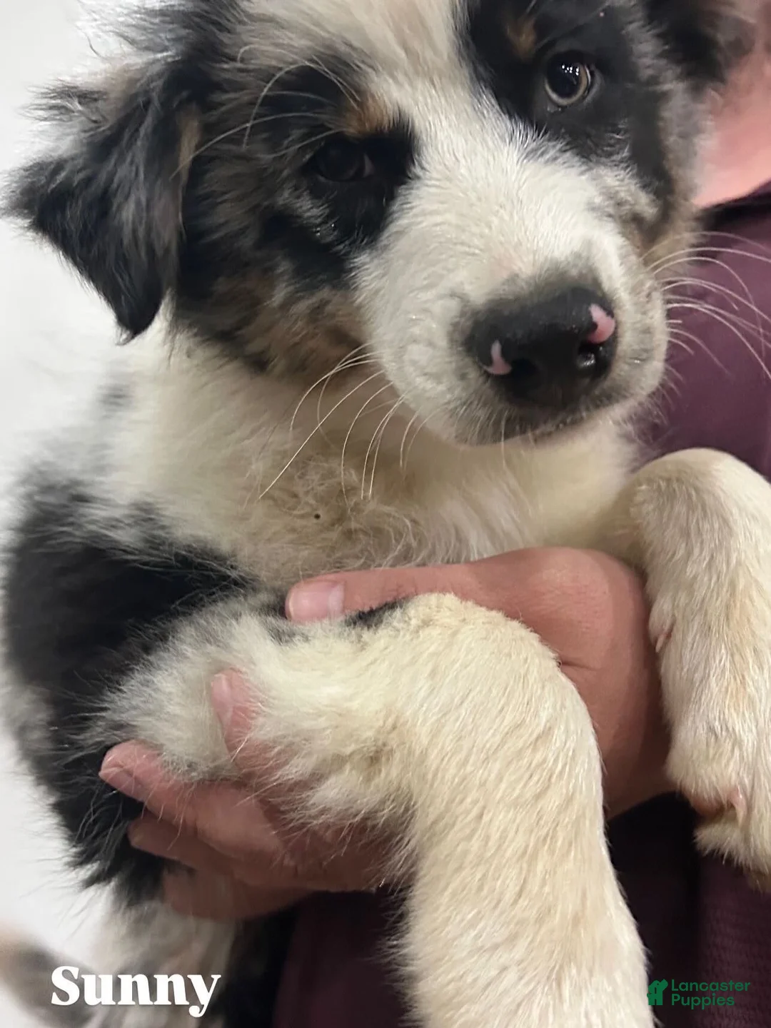 Australian Shepherd dogs for sale: Sunny - Ad 1