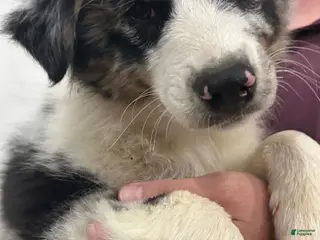 Australian Shepherd dogs Sunny - Ad 18