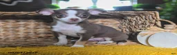 Chihuahua dogs for sale: Choco  - Ad 3