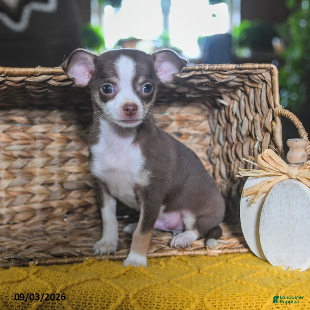 Chihuahua dogs for sale: Choco  - Ad 3