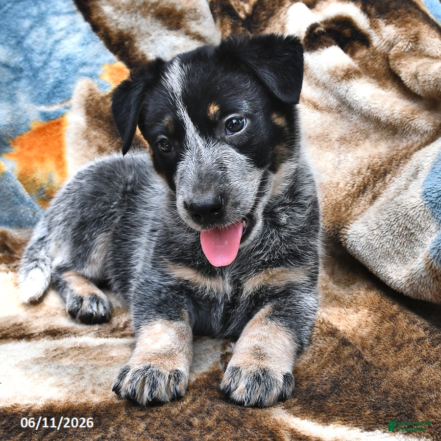Australian Cattle Dog dogs Henry - Ad 2