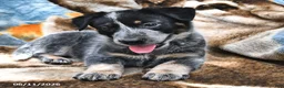 Australian Cattle Dog dogs for sale: Henry - Ad 2