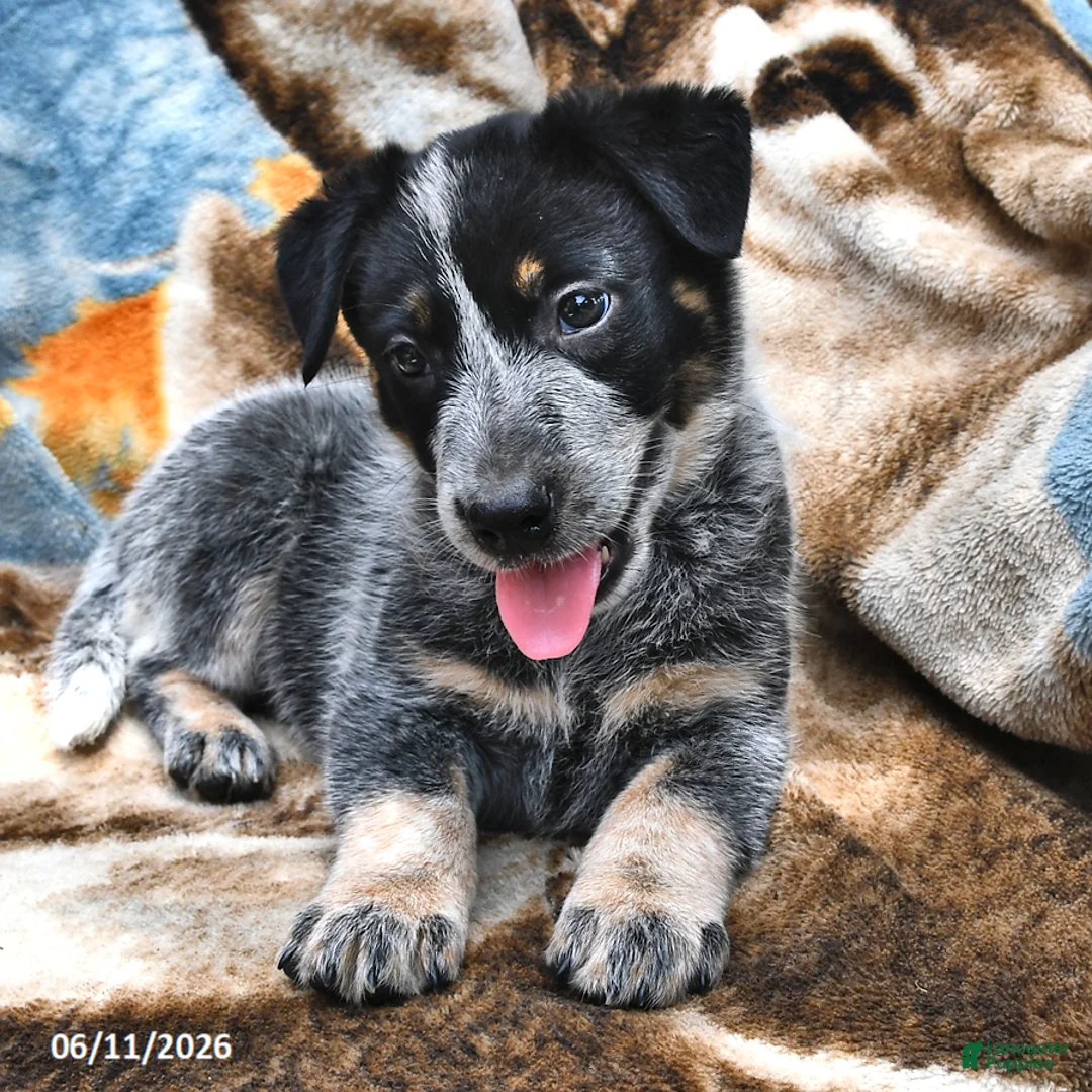 Australian Cattle Dog dogs for sale: Henry - Ad 2