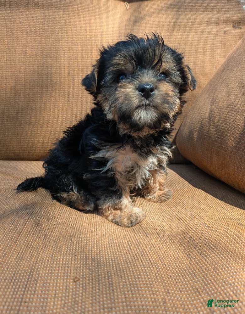 Yorkshire Terrier dogs Evie - Ad 1