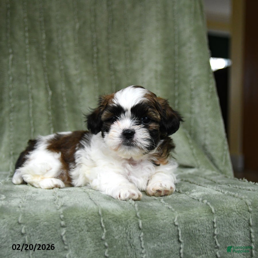 Shih Tzu dogs Drew - Ad 2