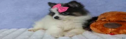 Pomeranian dogs for sale: Estella🎀 - Ad 17