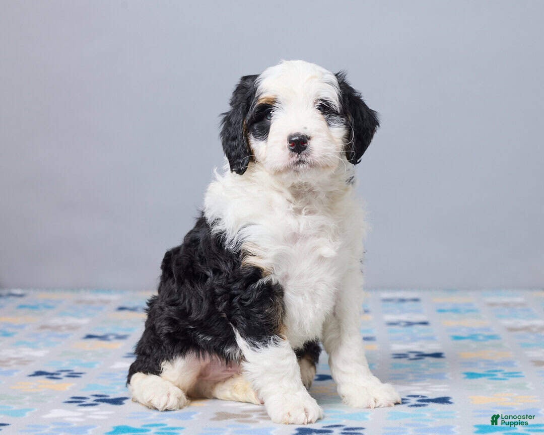Mini Bernedoodle dogs Caleb - Ad 2