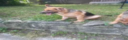 German Shepherd dogs for sale: Frack - Ad 3