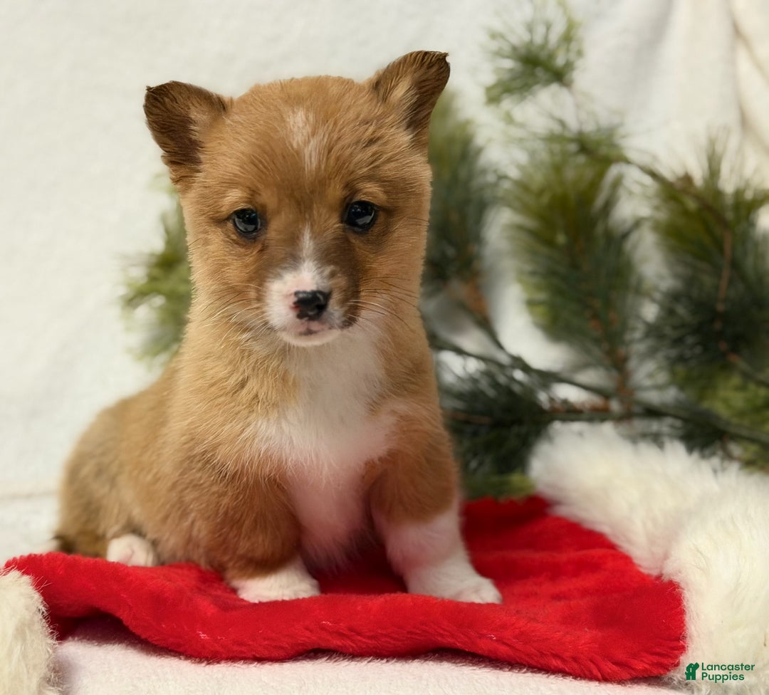 Welsh Corgi Pembroke dogs for sale: Cowgirl - Ad 3