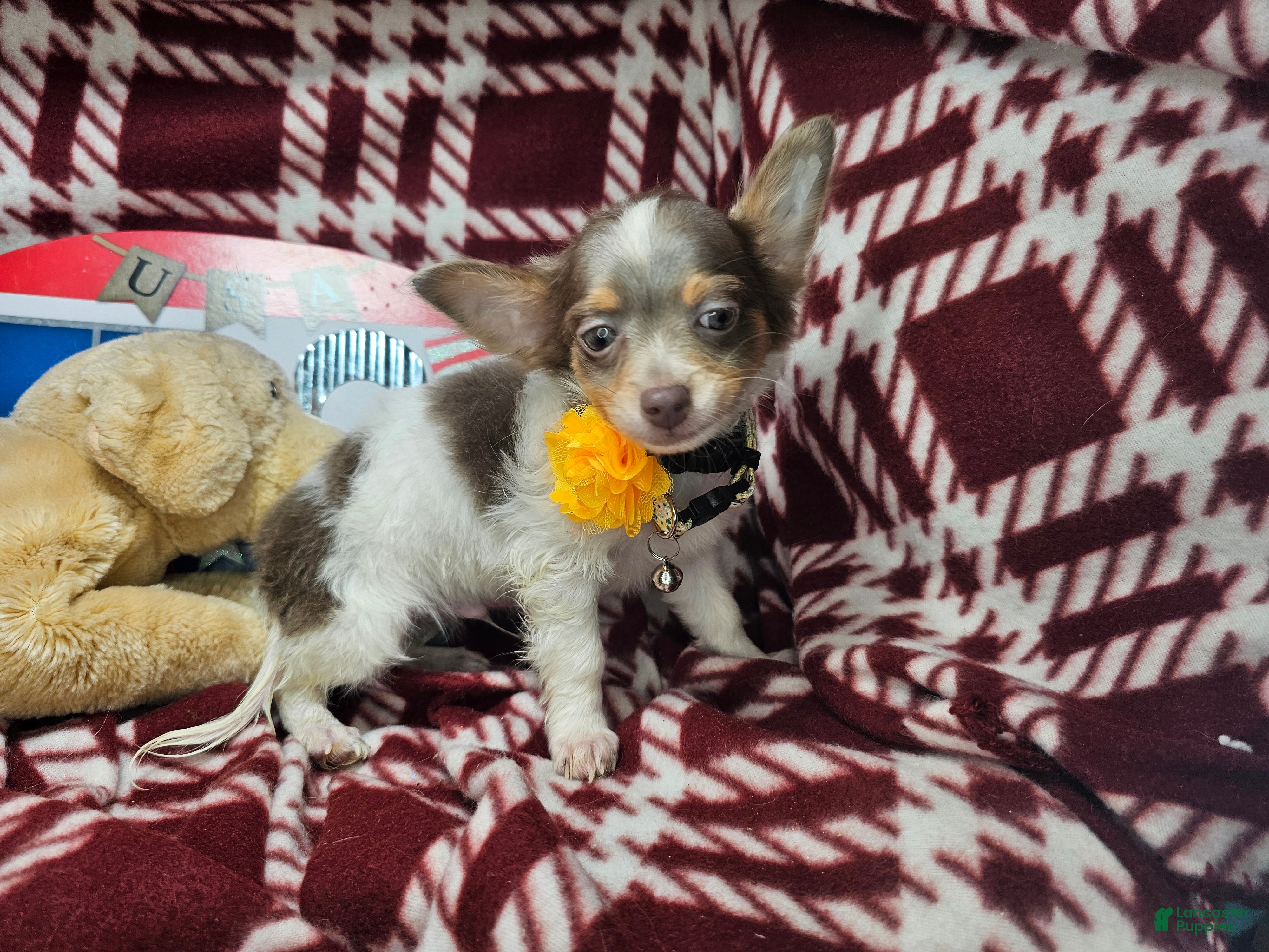 Chihuahua dogs Ali Babba (long-hair) - Ad 4