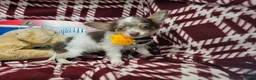 Chihuahua dogs for sale: Ali Babba (long-hair) - Ad 2