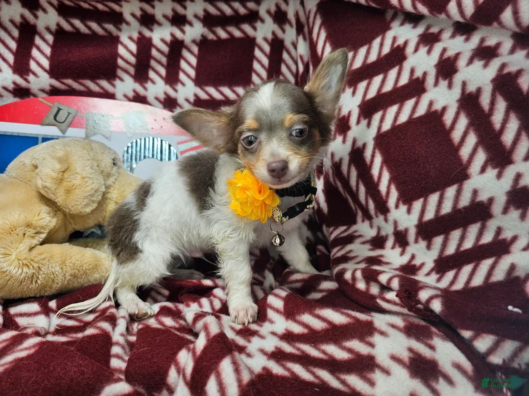 Chihuahua dogs for sale: Ali Babba (long-hair) - Ad 2
