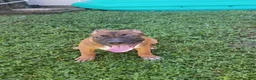 Mixed Breed dogs for sale: Mixed Breed 3 - Ad 7