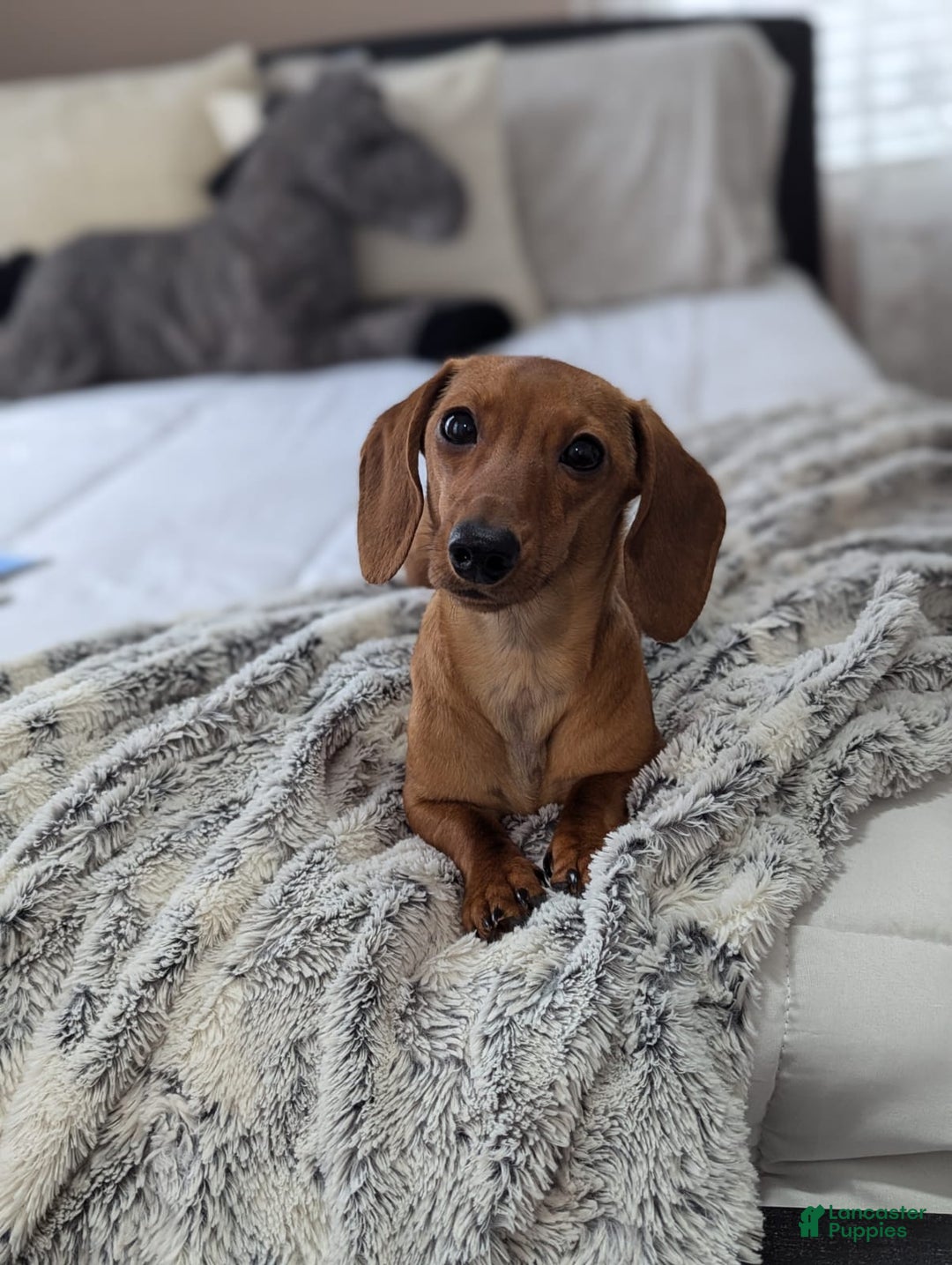 Dachshund dogs for sale: Posey  - Ad 3