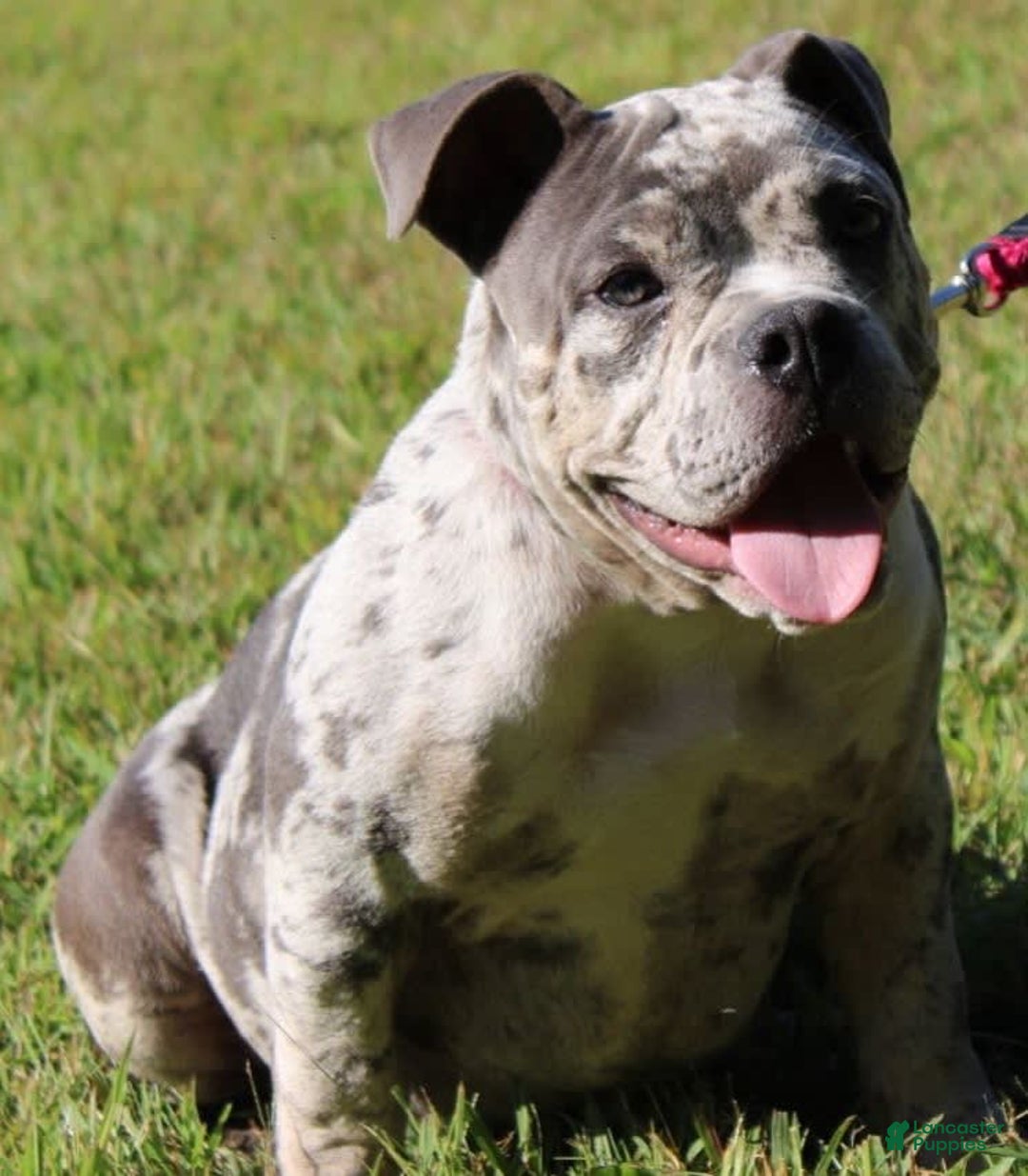 Gallery Image {{count}}