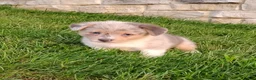 Welsh Corgi Pembroke dogs for sale: Welsh Corgi Pembroke 2 - Ad 4