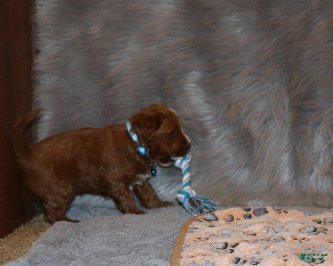 Mini Goldendoodle dogs for sale: Waylon 💙👨‍👨‍👧‍👦💞🐕 - Ad 9